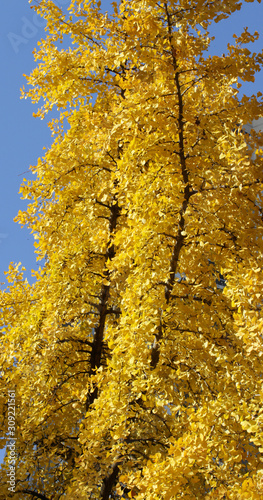 Gingko Biloba trees with yellow autumnal leaves over blue sky