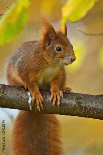 Ein Eichhörnchen sitzt im Herbst auf einem Ast mit gelbem Hintergrund, Sciurus vulgaris © Martin