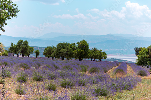 lavender fields in Isparta, Turkey. Beautiful blue sky with clouds photo