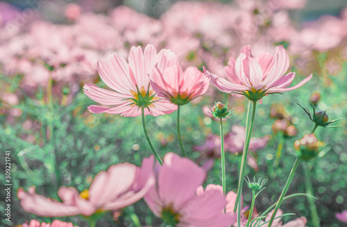 Pink Cosmos flowers or Mexican Aster are blossoming in the field