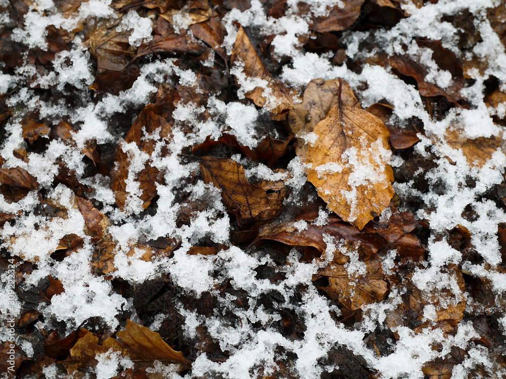 Brown foliage lies on the ground with snow