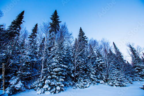 fir forest winter