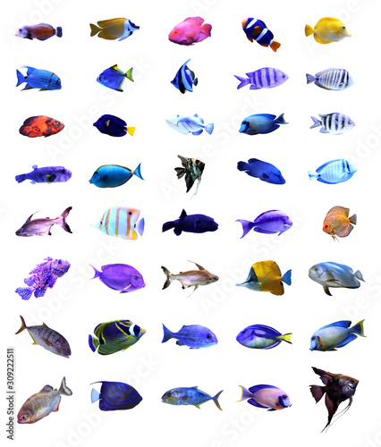 Set of different bright tropical fishes on white background