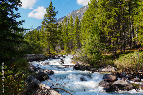 A mountain river turns into a waterfall as it moves quickly down a section of rocks between the tall pine trees.