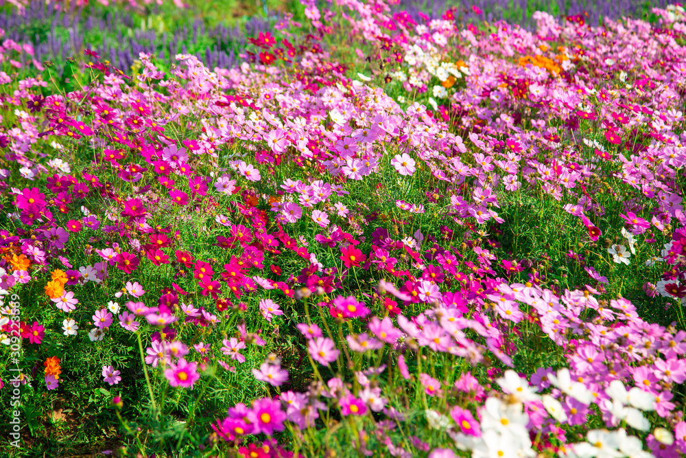 Colorful Cosmos Garden Blooming