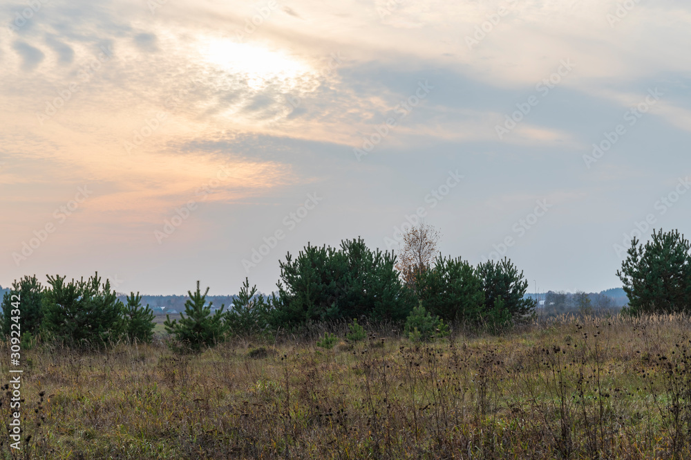 Twilight natural background. The dim spot of the sun, the colors of sunset in the cloudy sky, the evergreen young pines. Evening peaceful landscape