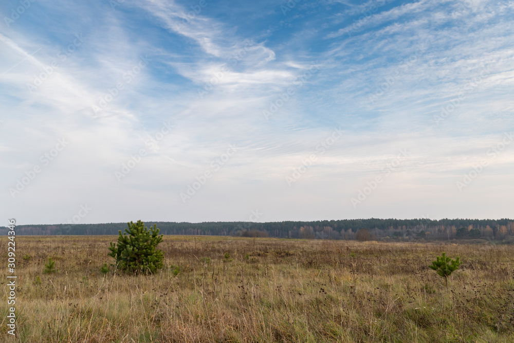 Natural background. Fancy strokes of white clouds on a blue sky over a spacious field with autumnal withered grass, little baby pines, the forest darkens in the distance. Serene atmospheric landscape Natural background. Fancy strokes of white clouds on a blue sky over a spacious field with autumnal withered grass, little baby pines, the forest darkens in the distance. Serene atmospheric landscape