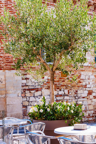 Young olive tree growing in a big flowerpot with blooming flowers on the street with red bricks wall on the background and metal tables and chairs standing outdoors on foreground in Numana