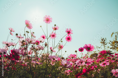 Colorful Cosmos Flower Garden Blooming in Spring Season on blue sky © WITTAYA