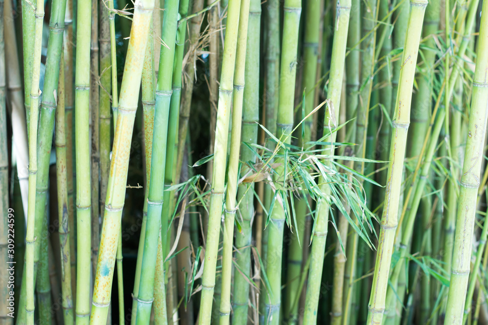 Fototapeta premium naturaleza abstracta 1