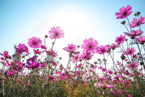 Colorful Cosmos Flower Garden Blooming in Spring Season on blue sky