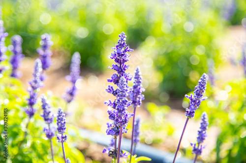Selective focus on lavender flower in flower garden  Purple flower in spring meadow