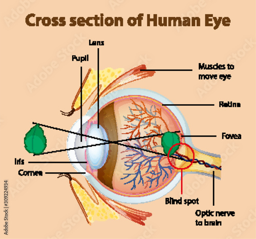 Diagram showing cross section of human eye