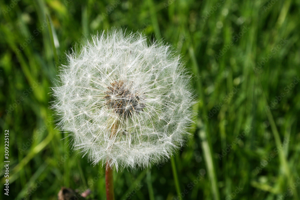 Naklejka premium Pusteblume 