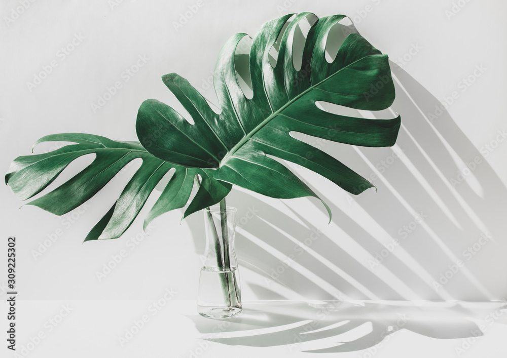 Monstera leaves in glass jug with sunlight and long shadow on wall - obrazy, fototapety, plakaty 