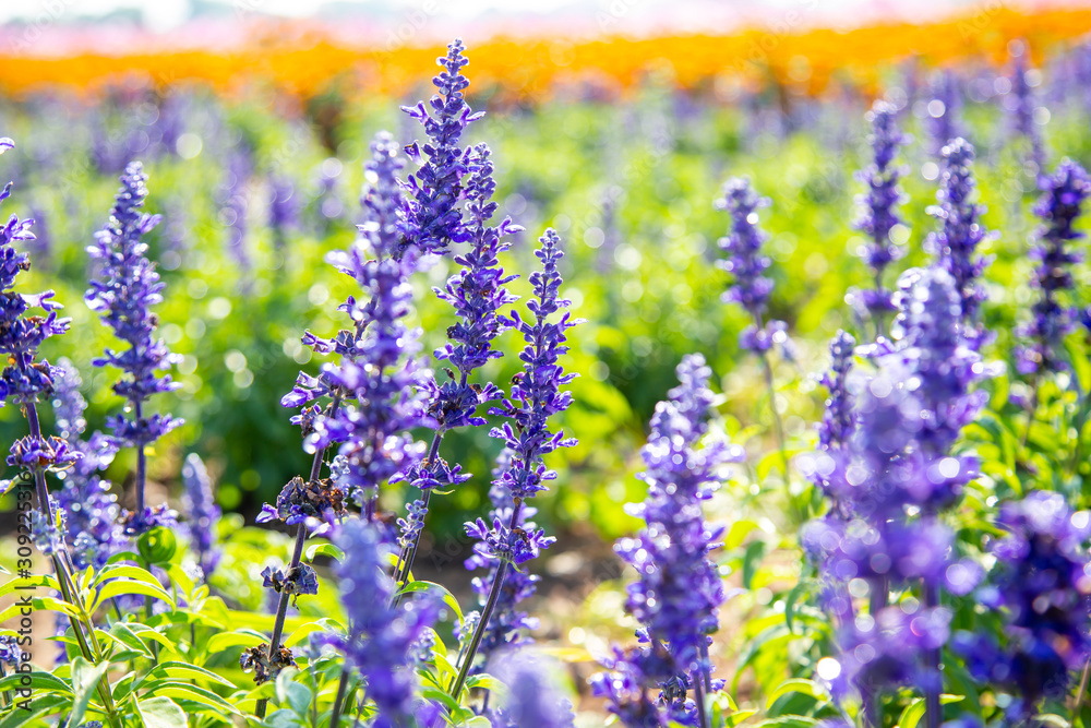 Fototapeta premium Selective focus on lavender flower in flower garden, Purple flower in spring meadow