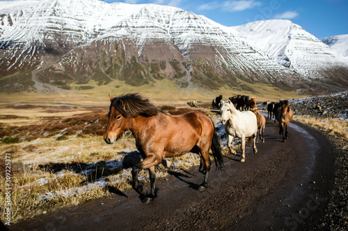 Troupeau de chevaux islandais en liberté sur une piste en Islande