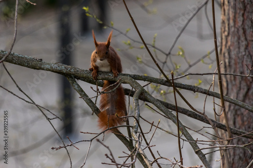 Eichhörnchen © Joerg