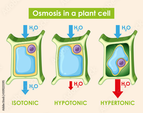 Diagram showing osmosis in plant cell