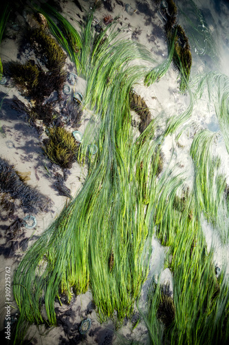 Eelgrass flattened out photo