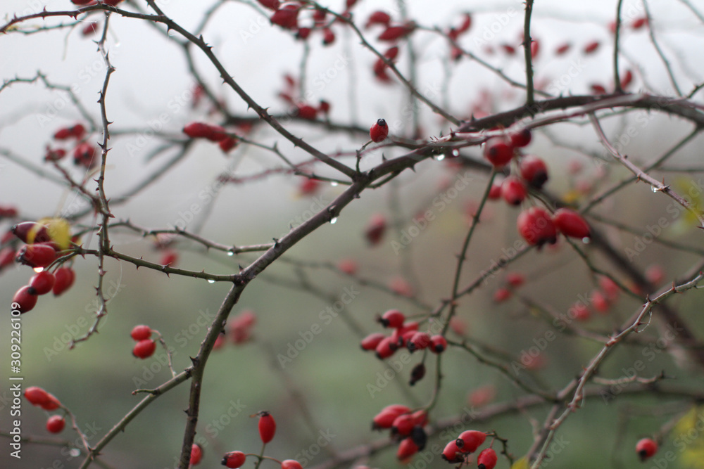 blurry morning with dewy red berries, hawthorn, vitamin C fruits blurry morning with dewy red berries, hawthorn, vitamin C fruits