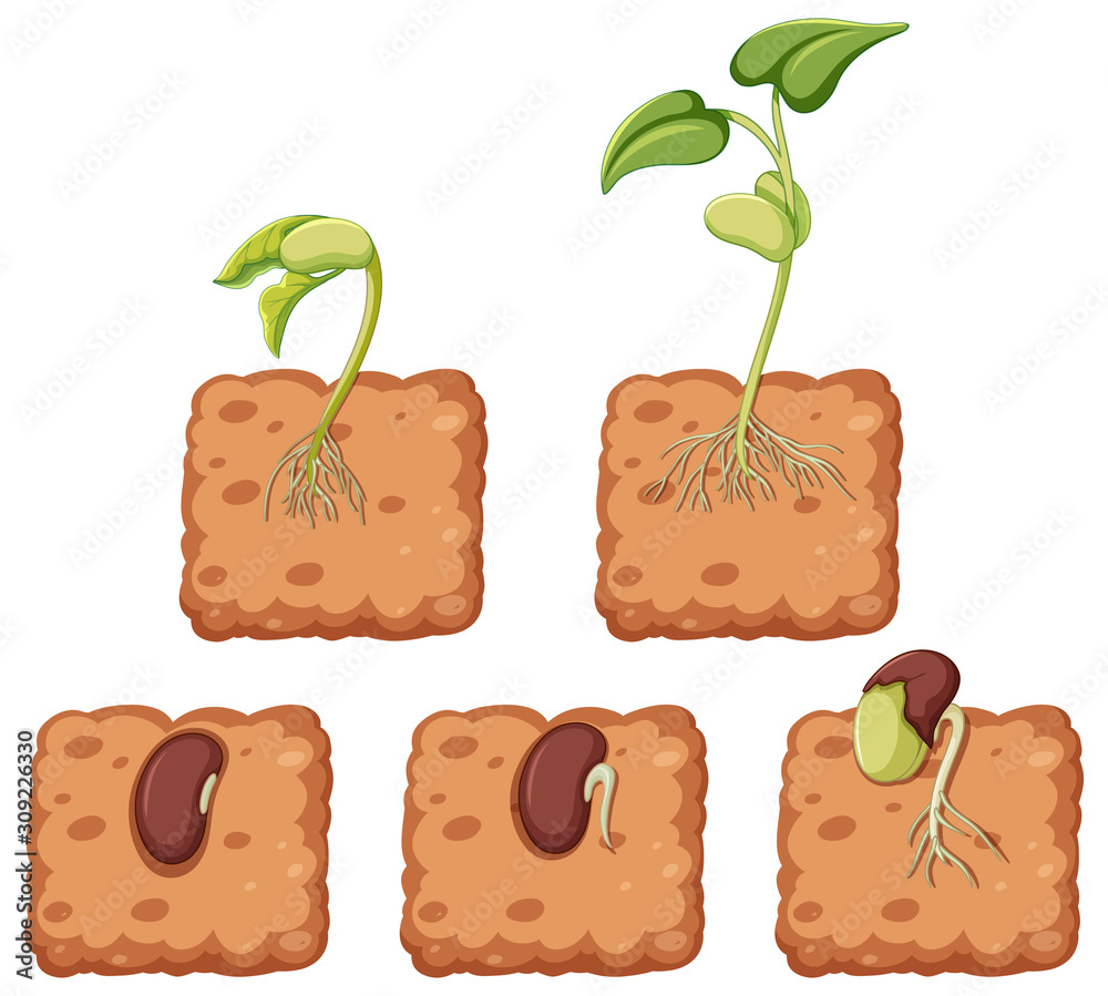 diagram-showing-plant-growing-from-seed-vector-de-stock-adobe-stock