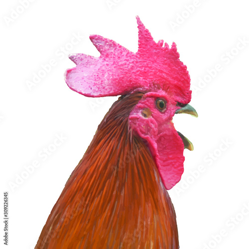Vector cock isolated on a white background.