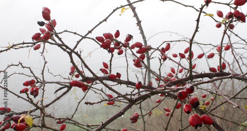 foggy morning in local environment with dewy red berries, hawthorn