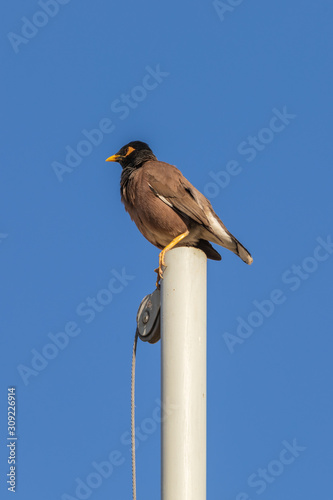 Single mynah on flagpole at blue sky background photo