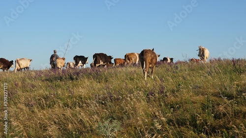 beautiful alpine meadow with cows. cattle in a pasture on blue sky. Cows graze on pasture. Dairy business concept. concept of organic cattle breeding in agriculture.