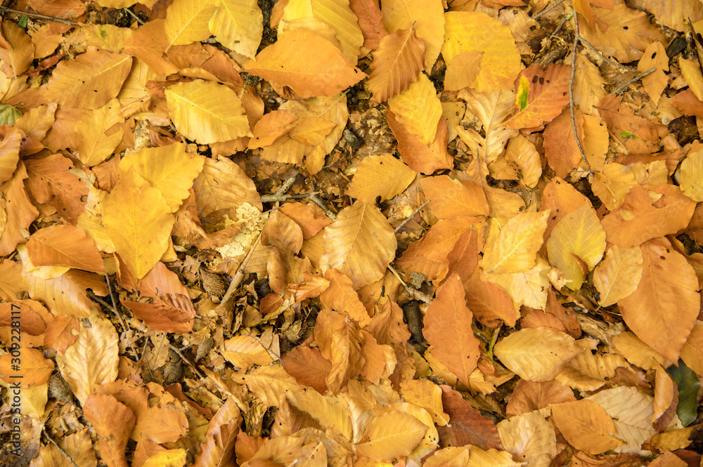 Abstract background of yellow autumn oak leaves lie curled up on the ground. Soft focus real forest. Habitat foliage Abstract background of yellow autumn oak leaves lie curled up on the ground. Soft focus real forest. Habitat foliage