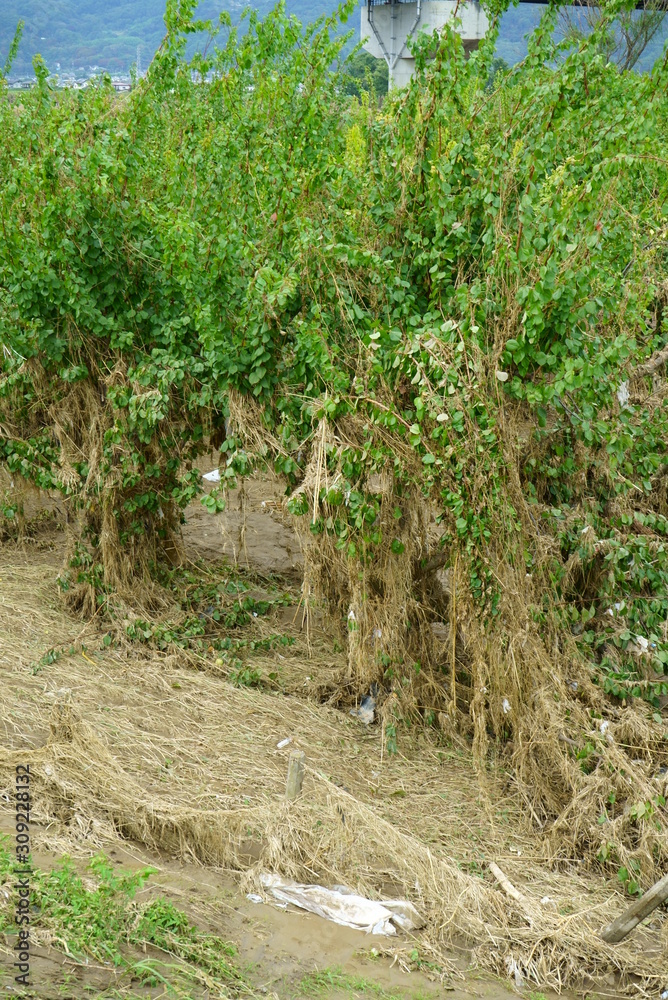 Flood damage caused by typhoon 19 