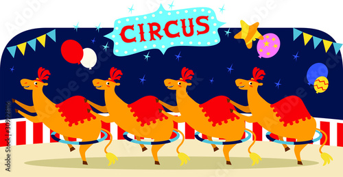 circus llamas