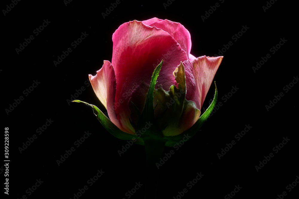 pink rose photographed from below with dry light on a black background pink rose photographed from below with dry light on a black background