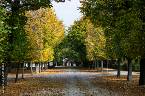 autumn alley in the park 