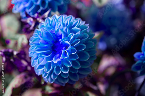 closeup dahlia flower pantone color  