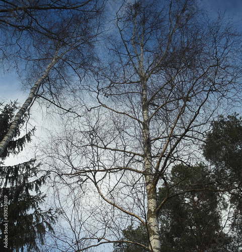 Trees and blue sky