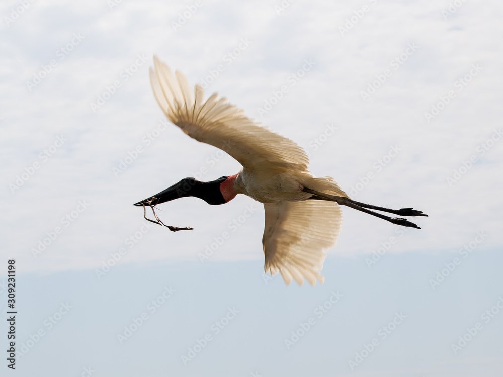 Obraz premium Ein Jabiru Storch fliegt mit Nistmaterial zurück zum Nest freigestellt in der Seitenansicht