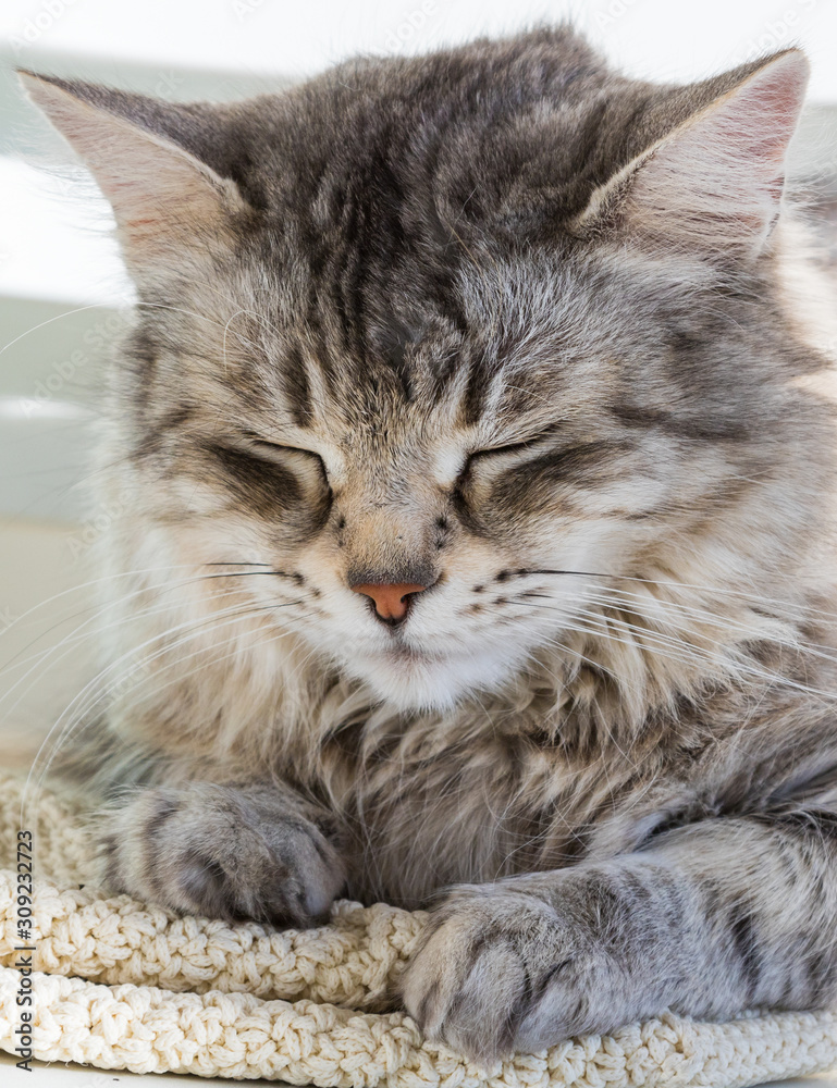 Adorable cat of siberian breed with long hair Adorable cat of siberian breed with long hair