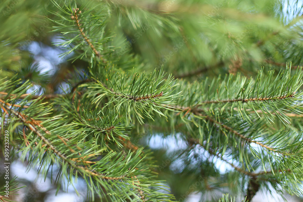 Big Christmas branch of pine in the forest Big Christmas branch of pine in the forest