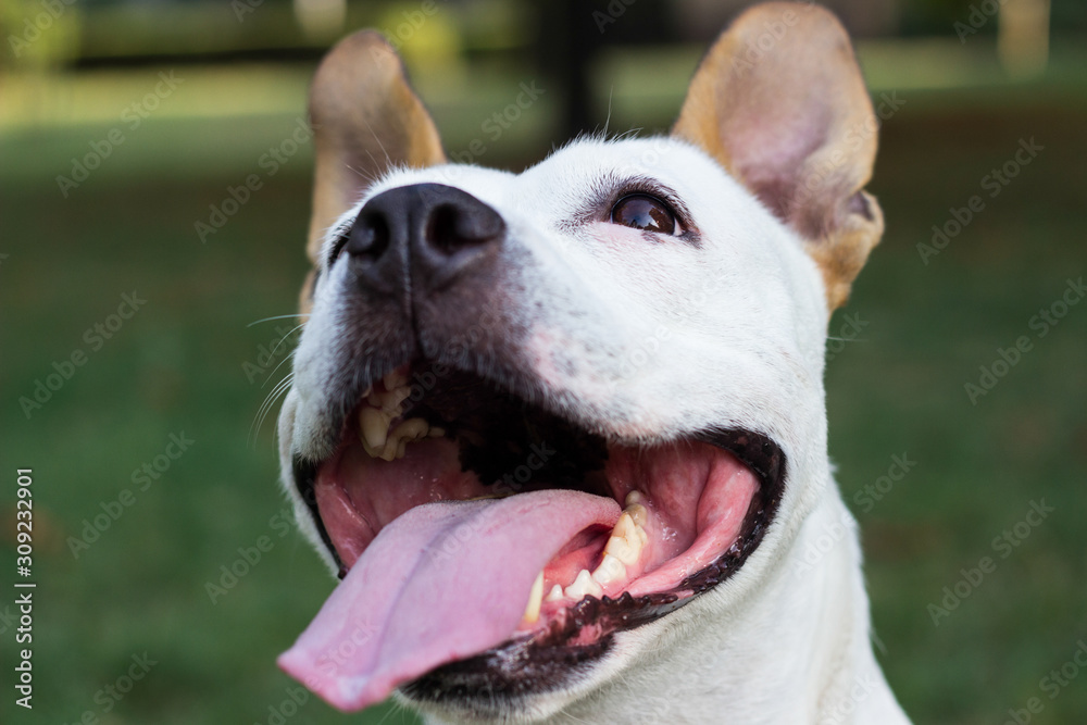 Happy Dog Portrait, springtime in the public park. Green bookeh background