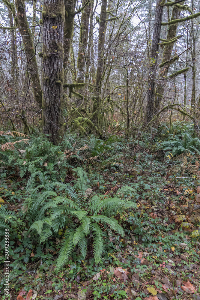 moss covered tree trunks with green ferns and dry leaves moss covered tree trunks with green ferns and dry leaves