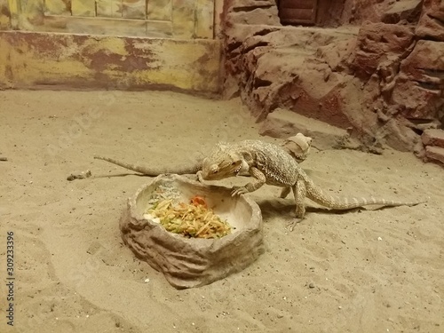 Henrylawsons bearded dragon (Pogona henrylawsoni) in a sandy terrarium