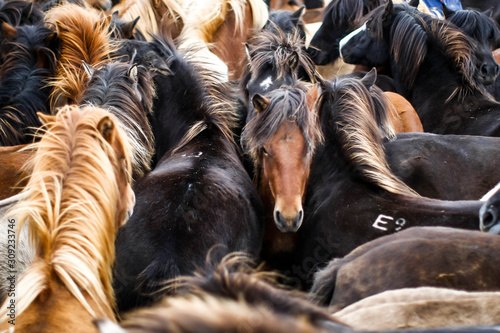 Fototapeta Troupeau dense de chevaux islandais avec de belles crinières colorées