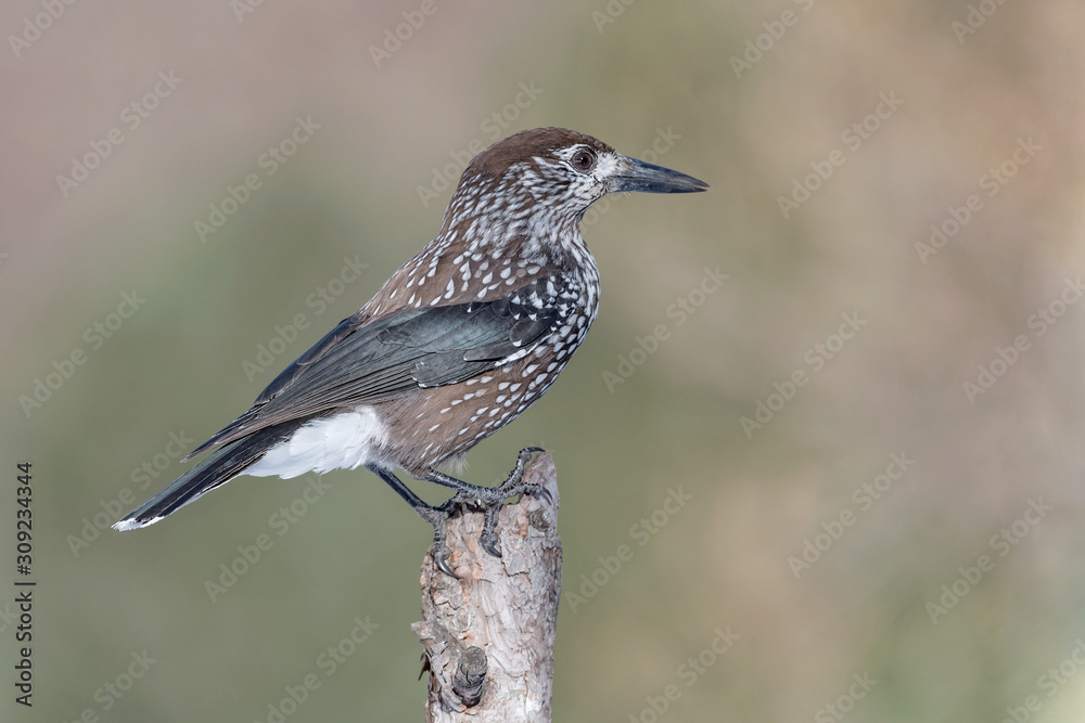 The wonderful nutcracker (Nucifraga caryocatactes) The wonderful nutcracker (Nucifraga caryocatactes)