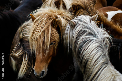 Papier peint Troupeau dense de chevaux islandais avec de belles crinières colorées