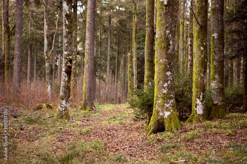 Fototapeta Naklejka Na Ścianę i Meble -  Wild wood with mossy tree trunks. Beautiful view inside of pine forest. Magic forest, tree trunks, footpath. Schwarzwald, Germany. Black Forest. 