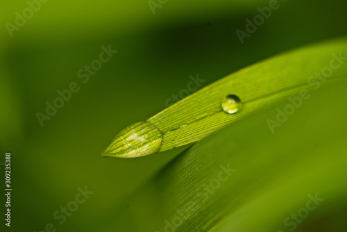 Grass with rain drops