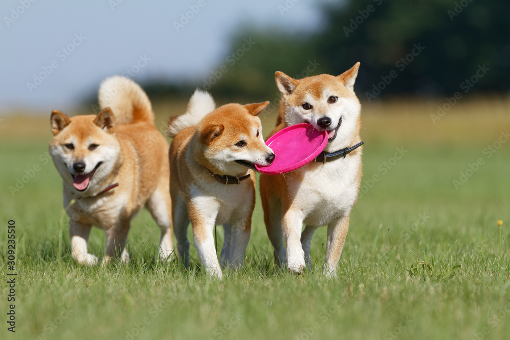 野原で遊んでいる柴犬の家族 野原で遊んでいる柴犬の家族