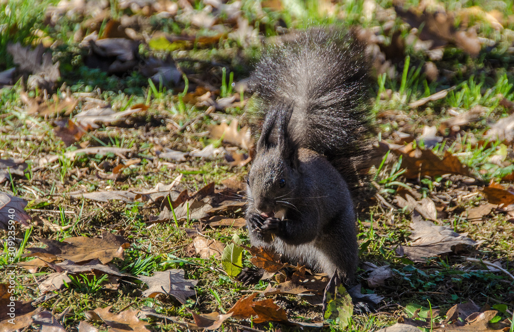 Small gray squirrel in park